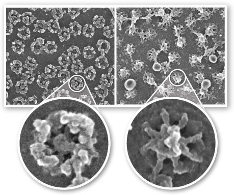 side-by-side images of uniform grey backgrounds. On the left image are dozens of randomly distributed hexagonally shaped structures. On the right image are dozens of randomly distributed star shaped structures along with a few circular shapes.