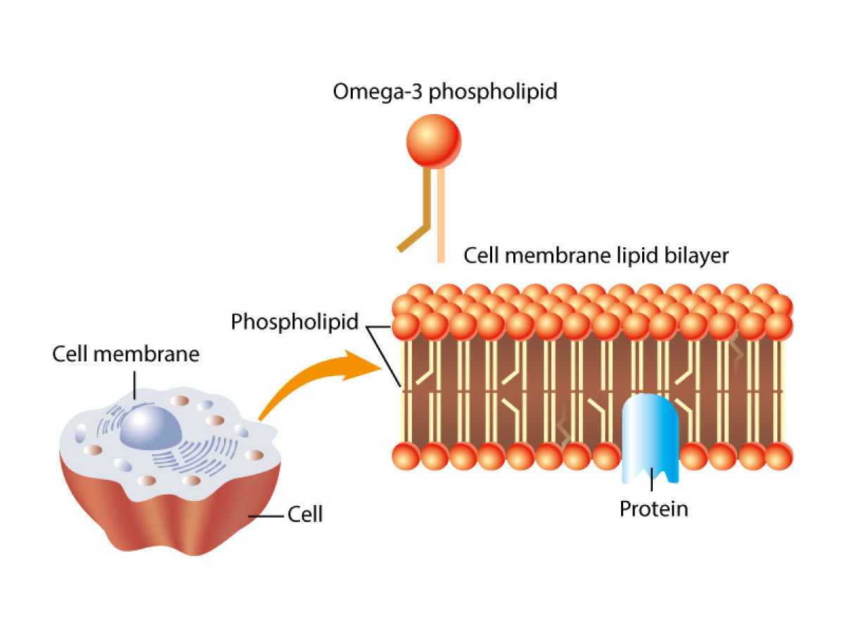 Three images showing zoomed-in details of each successive image. The left image is an animal cell. The second image shows the enlargement of the cell membrane showing phospholipids lined up side by side in two rows with the fatty acid tails pointing inwards toward each other. The third image shows a phospholipid as a simplified model with a ball for the hydrophilic head and two bent lines for the fatty acid tails.