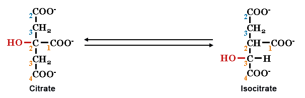 The isomerization of citrate into isocitrate is an important reaction that occurs in the mitochondria as part of cellular respiration. The reactant is a six-carbon molecule called citrate. Citrate is made of a carboxyl group connected to a second carbon with two hydrogen, a third carbon connected to a hydroxyl and a carboxyl, a fourth carbon with two hydrogen, and a final carbon in a carboxyl group. The reaction arrow shows a reversible forward-backward change. The product is a six-carbon molecule called isocitrate. Isocitrate is made of a carboxyl group connected to a second carbon with two hydrogen, a third carbon connected to a hydrogen and a carboxyl, a fourth carbon with a hydrogen and hydroxyl, and a final carbon in a carboxyl group.