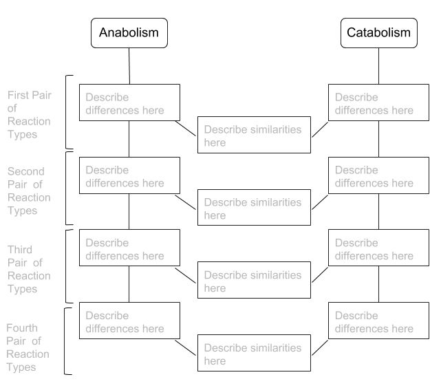 This is a template showing a heading of First Pair of Reaction Types, then a column to describe differences of Anabolism, then a column to describe differences of Catabolism and finally a column to describe similarities between the two.  The pattern is repeated 4 times; one for each pair of reaction type.