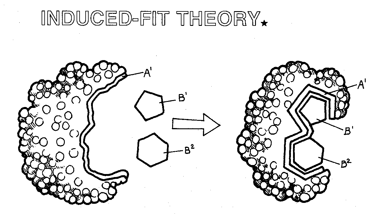 This is a graphic showing the induced-fit theory.