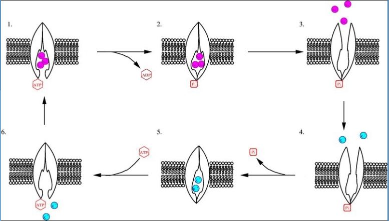 6 steps in the flowchart, each showing a phospholipid bilayer with a transmembrane protein in it. In step 1, ATP is attached to the bottom side of the protein and three purple balls are in the active site in the bottom part of the protein. In step 2, ADP is released leaving a phosphate group on the protein. In step 3, the active site has changed to the upper part of the protein and the purple balls are above the protein. In step 4, two blue balls enter the active site of the protein. In step 5, the phosphate group is released and the active site is changed back to the bottom of the protein. In step 6, ATP is added and the active site is open. The blue balls are below the protein.