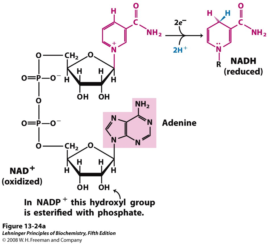 Nicotinamide adenine dinucleotide phosphate (NADP+) is composed of two parts: nictonimaide and adenosine diphosphate. Nicotinamide is made of ribose that is connected on its first carbon to a hexagonal ring. The hexagonal ring is made of alternating single and double bonds. The bottom atom is a nitrogen instead of carbon. This nitrogen is bonded to the ribose and has a positive charge. The second carbon in the hexagon moving clockwise from the top is connected to a carbonyl group that is itself bonded to an amino group. On the ribose, attached to the fifth carbon is a chain of two phosphate groups that make up adenosine diphosphate On the 2’ carbon in the ribose of adenosine diphosphate the hydroxyl group is changed to a phosphate.