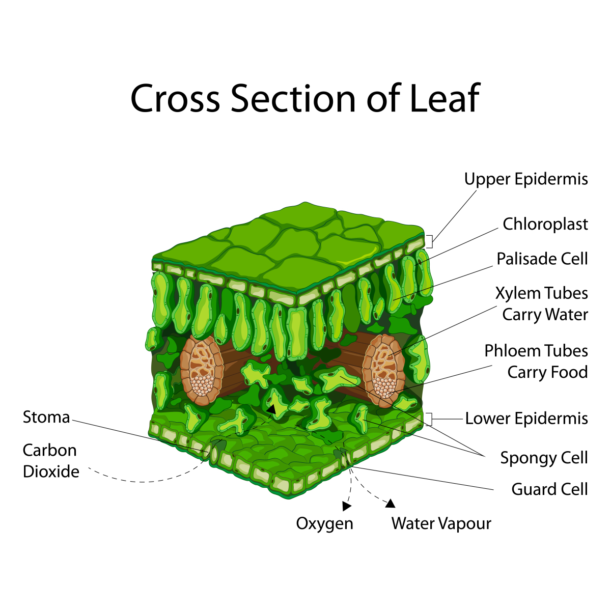 A square-prism shaped cross section of a leaf. The top layer looks like large paving stones over top of smaller brick pavers. The lower section is labeled as the upper epidermis. Beneath this are a network of vertical oblong green structures labeled as the palisade cells. Within these cells are small green points labeled as chloroplasts. The section below this is about half the thickness of the leaf and is mostly empty space with a few irregularly shaped green blobs and large brown tubes. The irregularly shaped cells are called the spongy cells. The upper part of the brown tubes is labeled as xylem tubes that carry water, while the lower part is labeled as phloem tubes that carry food. The bottom layer shows the same small brick pavers as in the upper layer. It is labeled as the lower epidermis. Midway along each of the two sides of the square shaped layer of the lower epidermis is an opening flanked by two smaller circular shapes. These shapes are labeled as the guard cells and the opening is called the stoma. The left stoma shows an arrow indicating carbon dioxide entering the leaf. The right stoma shows an arrow leaving the leaf indicating water vapour and oxygen.