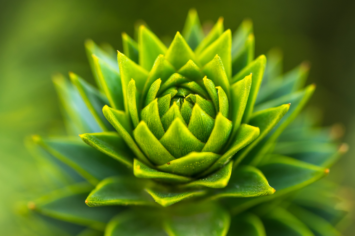  A close-up of a branch from a conifer with triangular shaped spines arranged in an expanding spiral.