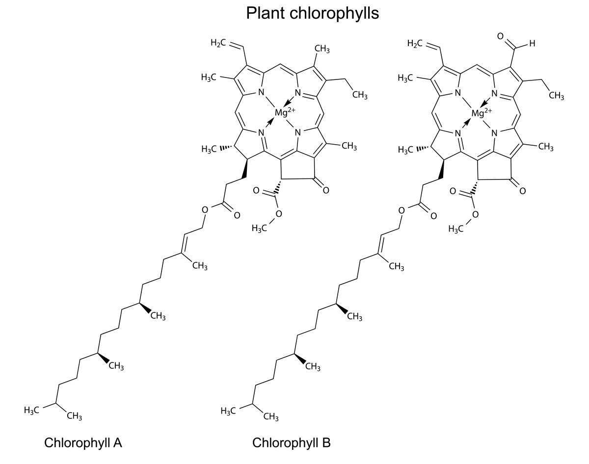Two long molecules side-by-side. Both molecules are made of a large ring-shaped structure with Mg in the middle. The ring is connected to a long fatty acid chain. On the left is chlorophyll a with a -CH3 group connected to the top of the ring. On the right is chlorophyll b with a carbonyl group instead of the -CH3 group in chlorophyll a. 