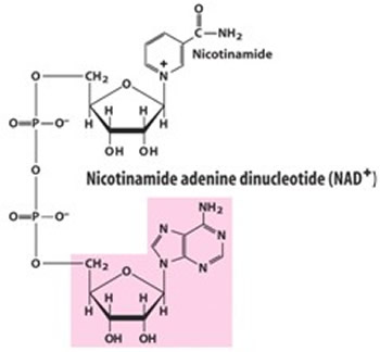 nicotinamide adeninine dinucleotide (NAD+) is composed of two parts: nictonimaide and adenosine diphosphate. Nicotinamide is made of ribose that is connected on its first carbon to a hexagonal ring. The hexagonal ring is made of alternating single and double bonds. The bottom atom is a nitrogen instead of carbon. This nitrogen is bonded to the ribose and has a positive charge. The second carbon in the hexagon moving clockwise from the top is connected to a carbonyl group that is itself bonded to an amino group. On the ribose, attached to the fifth carbon is a chain of two phosphate groups that make up adenosine diphosphate. 