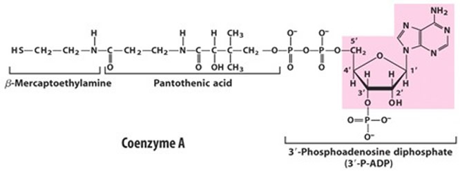 The chemical structure of coenzyme A is a molecule made of three parts: β-mercaptoethylamine connected to pantothenic acid and then 3’-phosphoadenosine diphosphate. The β-mercaptoethylamine is made of a sulfhydryl group connected to a chain of two carbons, each with 2 hydrogens. The second carbon is connected to an amino group. This amino group is connected a carbonyl group that is the start of pantothenic acid. This carbonyl group is connected to a chain of two carbons, each with 2 hydrogens. The second carbon is connected to an amino group that is bonded to a carbonyl. This carbonyl is connected to a chain of three carbons. The first carbon is bonded to a hydrogen and a hydroxyl group. The second carbon is bonded to two CH3 groups. The third carbon is bonded to 2 hydrogens. The third carbon is also connected to a chain of two phosphate groups. The second phosphate is connected to the ribose of adenosine. A third phosphate is connected to the 3’ carbon of ribose. 