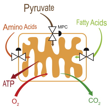 A cartoon showing a mitochondrion with a rectangular outer membrane and folded inner membrane. On each of the left, upper and right sides of the mitochondrion are an hourglass shape and a black semicircle. On the left side, an arrow shows amino acids passing through an unnamed hourglass shape into the mitochondrion. On the upper side, an arrow shows pyruvate passing through the hourglass shape into the mitochondrion. Beside this the semicircle is labeled “MPC”. On the right side, an arrow shows fatty acids passing through an unnamed hourglass shape into the mitochondrion. From the middle of the mitochondrion an arrow points out of the organelle to ATP. On the bottom side, an arrow shows O2 entering the mitochondrion and CO2 leaving.