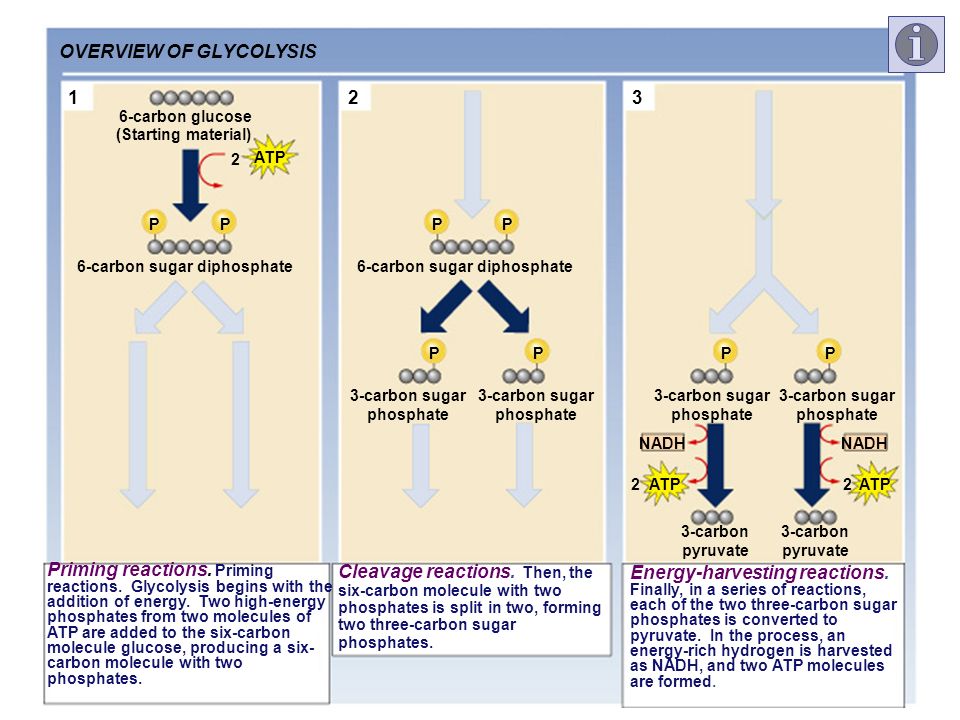 Three vertical flowcharts side-by-side. All three flowcharts show a large arrow starting at the top. Halfway down the arrow stops and two shorter arrows branch left and right. At the end of these shorter arrows, two large arrows point down. In the left flowchart showing the priming reactions, the first large arrow is coloured black. Above the arrow is shown 6 grey circles in a row representing 6-carbon glucose. Along the arrow 2 ATP are shown entering the reaction. At the bottom of the arrow is shown 6 grey circles with the first and last circles connected to a yellow P in a circle representing 6-carbon sugar diphosphate. In the middle flowchart showing the cleavage reactions, the branching arrows are coloured black. Above these arrows is shown the same 6-carbon sugar diphosphate. Below each arrow are shown 3 grey circles with the last circles connected to a yellow P in a circle representing 3-carbon sugar phosphates. The right flowchart showing the energy-harvesting reactions, the two large arrows coloured black. The same 3-carbon sugar phosphates are above these large arrows. Beside each large arrow are shown an NADH leaving the reaction and 2 ATP leaving the reaction later on. At the end of the arrows are 3 grey circles in a row representing 3-carbon pyruvate.