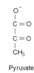 Pyruvate is a 3-carbon molecule. At the top is an anion form of a carboxyl group. Below it is a second carbon that is part of a carbonyl group. Below this is the last carbon which is attached to 3 hydrogens.