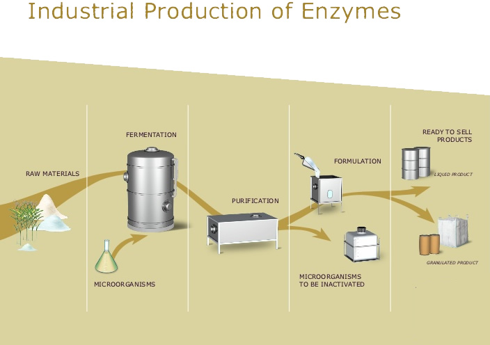 A flowchart showing raw materials like grass-like plants and powder chemicals combining with microorganisms in an Erlenmeyer flask. The combination is shown in a metal barrel and is labeled as ‘fermentation’. The arrow continues to the next step showing metal rectangular box with table legs. This is labeled as ‘purification’. From there an arrow leaves, pointing to smaller rectangular jug with a lid labeled ‘microorganisms to be inactivated’. The main flowchart continues from the purification step to a smaller rectangular box with a scoop adding a white solid into the box. The label here is ‘formulation’. The flowchart ends by splitting in two. The upper arrow points to metal barrel drums with a caption saying ‘liquid product.’ The lower arrow points to orange plastic barrels and a white cargo bag with a caption saying ’granular product.’ Both of these ends to the flowchart are labeled as ‘ready to sell products’. 