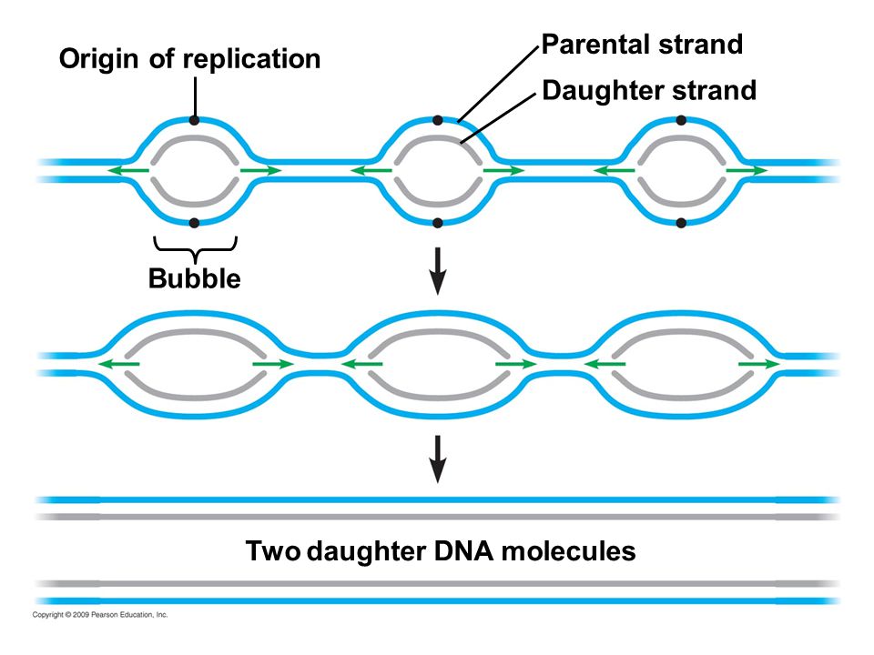 A flowchart showing three vertical steps. The top step shows two horizontal linear molecules that are close together. At about ¼, ½ and ¾ of the way along the length, the two molecules bulge out making a bubble shape. On the interior side of each molecule in the bubble is another short curved line. In between the bubbles the two molecules come close and horizontal again. Above the left bubble an arrow points to the middle of the top molecule and is labeled “Origin of replication.” Below this bubble is a brace, indicating the entire length of the bubble, that is labeled “Bubble.” In the middle bubble an arrow points to the top molecule and is labeled “Parental strand.” A second arrow here points to the short curved line below the top molecule and is labeled “Daughter strand.” On the left and right side of each bubble is a small red arrow pointing away from the interior of the bubble and in between the horizontal molecules. The left red arrow at the last bubble has a box around it and is labeled as “Replication fork.” Underneath all this is an arrow that points to two similarly shaped linear and bubbled molecules. This time, however, the bubbles are longer and the horizontal molecule sections are shorter. Below this a final arrow points to two pairs of entirely horizontal molecules. In between each pair of molecules is labeled “Two daughter DNA molecules.” 