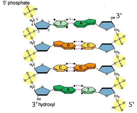 Two vertical moleules of DNA side-by-side each made of four nucleotides. The molecule on the left shows “5’ phosphate” at the top. Below this is a phosphate group in a yellow circle. The phosphate is connected to a carbon that is also attached to two hydrogens and a blue pentagonal ring. The top of the pentagon is an oxygen. The vertices in the pentagon are numbered clockwise starting to the right of the oxygen.  The connecting carbon is numbered 5. Attached to carbon 1 is a green hexagon with “T” written in it. From carbon 3 is another phosphate in a yellow circle. This phosphate is connected to another pentagon. The phosphate and pentagon repeat for a total of 4 times. Attached to carbon 1 on the second pentagon is an orange two ringed shape with “G” written in it. The third pentagon has a yellow hexagon with “C” written in it. And the fourth pentagon has a dark green two ringed shape with “A” written in it. Also, attached to the pentagon’s third carbon is a hydroxyl group. Below this is written “3’ hydroxyl”. The molecule on the right is an inverted copy of the molecule on the left. The two molecules are oriented so that the coloured hexagons and two ringed shape face each other. Between the “A” and “T” are shown 2 dashed lines. Between the “C” and “G” are shown 3 dashed lines.