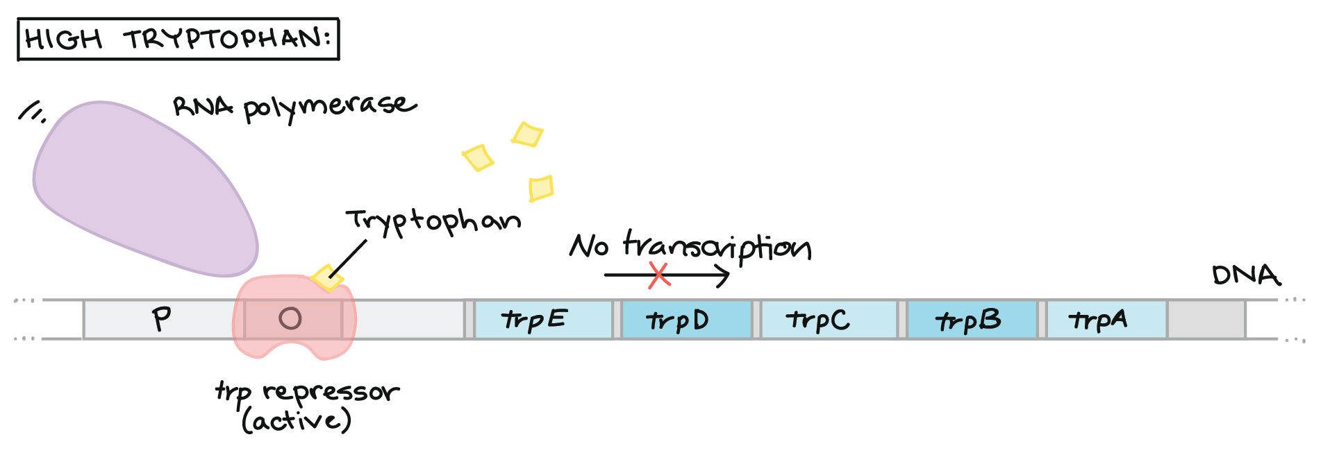 A diagram showing a thick horizontal line labeld as “DNA” and divided into 16 section. The left and right ends of the line taper out to show the line continues beyond the image. A title reads “High Tryptophan.” Above the left end of the horizontal line is a purple ellipse labeled as “RNA Polymerase” with three vibration curves to its upper left. In the middle above the horizontal line are three yellow diamonds Starting at the left on the horizontal line is an unlabelled clear section. Next is a grey “P” section directly below the purple RNA polymerase. To the left is a grey “O” section. Covering the “O” section is a pink blob with a yellow diamond that is labeled “tryptophan.” Below the blow is a label that reads “trp repressor (active).” Next is an unlabeled grey section followed by a thin dark grey section, also with no label. Then there are 5 blue sections each separated by a thin dark grey unlabelled section. The blue sections are labeled, in order, trpE, trpD, trpC, trpB, trpA. Above this section is an arrow pointing left with a red “X” through it an the words “no transcription.” To the left of the blue sections is an unlabeled grey section followed by the last unlabelled clear section.