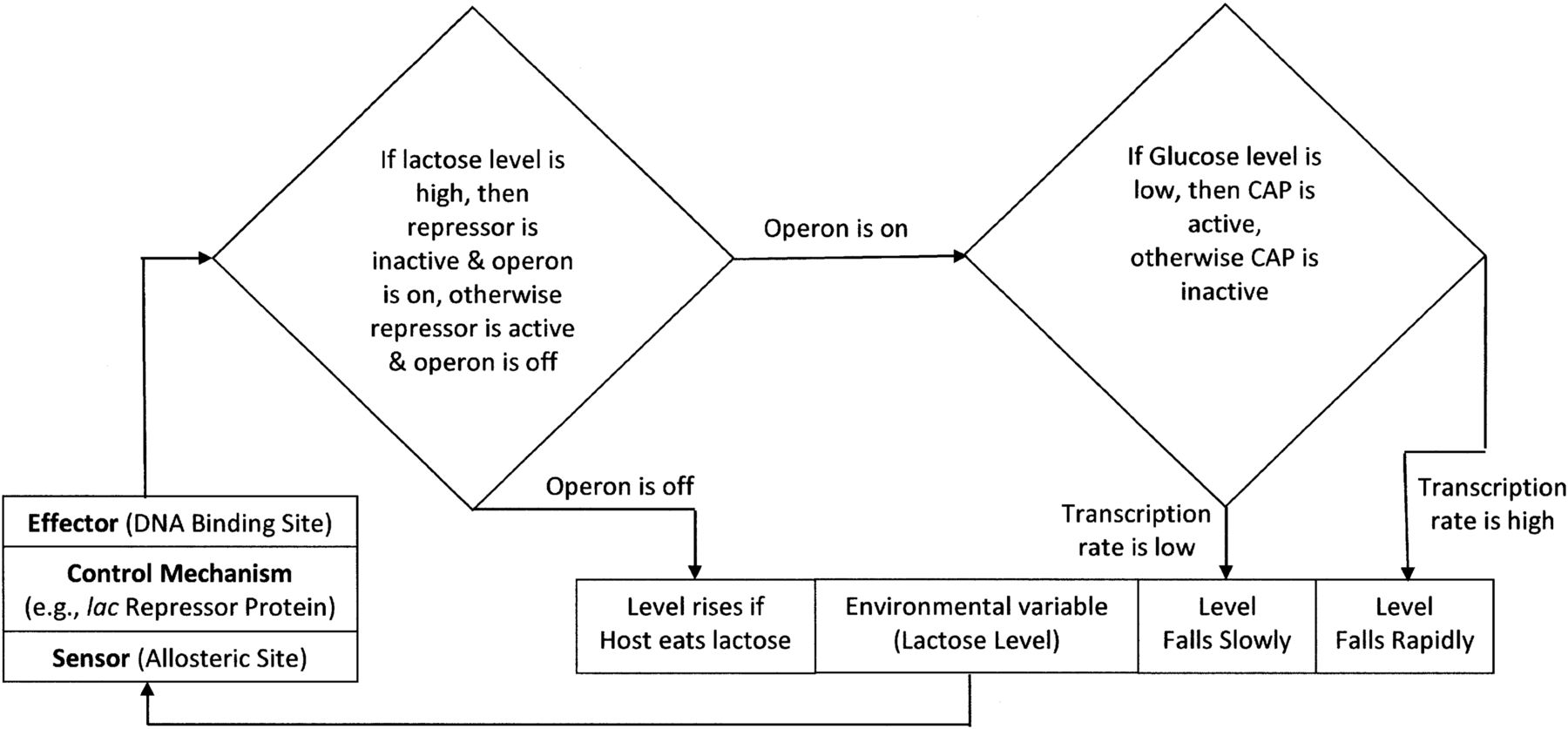 A graphic organizer with a diamond shape in the middle and two branches to the right that meet at the bottom of the diagram. In the diamond is written: “If lactose level is high, then repressor is inactive & operon is on, otherwise repressor is on & operon is off.” The upper branch is labeled A. Above this branch is a map of the gene. This map is a horizontal line with three sections. The left section shows a shaded rectangular box above which is a half-cylinder labeled “RNA polymerase.” The middle section a smaller white rectangular box labeled “O.”  Above this is a mushroom-shaped polygon with a white pin attached to it. This is labeled as “Inactive Repressor with Bound Allolactose.” The right section of the map is a thick arrow labeled as “lacZ”. The branch is an arrow, labeled as “Operon is on”, that points to the right end of a rectangle that is divided into three sections. In the right section is written “Level Falls.”  The lower branch is labeled B. Above this branch is a similar map of the gene as above the A branch. In this map, the RNA polymerase half-cylinder is above the shaded rectangle that is labeled “Plac.” Also, the mushroom-shaped polygon is now a gemstone shape and is overtop the smaller white rectangle. This map is labeled as “Active Repressor.” The branch is an arrow, labeled as “Operon is off”, that points to the left end of the same rectangle that branch A points to. In the left section of the rectangle is written “Level rises if Host eats lactose.” In the middle section of the rectangle is written “Environmental variable” (Lactose Level). From this middle section, another arrow points to the left to another rectangle. This rectangle is divided in three sections. The sections are labeled from bottom to top: “Sensor (Allosteric Site)”, “Control Mechanism (e.g., lac Repressor Protein), “Effector (DNA Binding Site).” From the rectangle a final arrow points back to the starting diamond.