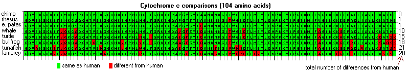 A table with eight rows and 104 columns. The rows are labeled: chimp, rhesus, e. patas, whale, turtle, bullfrog, tunafish, lamprey. To the right of the table, beside each row, is a tally of the total number of differences from humans. Within the table are single letters. The chimp row is all green: GDVEKGKKIF|IMKCSQCHTV|EKGGFHKTGP|NLHGLFGRKT|GQAPGYSYTA|ANKNKGIIWG|EDTLMEYLEN|PKKYIPGTKM|IFVGIKKKEE|RADLIAYLKK|ATNE. There are no differences from humans. The rhesus row shows one red box: #58 is T for 1 difference from humans. The e. patas row shows 1 difference from humans: #50 is E. whale row shows 10 differences from humans: #11 is V, #12 is Q, #15 is A, #44 is V, #46 is F, #50 is D, #58 is T, #62 is E, #83 is A, and #89 is G. The turtle row shows 15 differences from humans: #11 is V, #12 is Q, #15 is A, #33 is N, #36 is I, #44 is E, #46 is F, #50 is E, #58 is T, #62 is E, #83 is A, #89 is A, #100 is D, #103 is S, and #104 is K. The bullfrog row shows 18 differences from humans: #11 is V, #12 is Q, #15 is A, #20 is C, #28 is V, #33 is Y, #36 is I, #44 is A, #46 is F, #50 is D, #58 is T, #83 is A, #89 is G, #92 is Q, #100 is S, #102 is C, #103 is S, and #104 is K. The tunafish row shows 21 differences from humans: #4 is A, #9 is T, #11 is V, #12 is Q, #15 is A, #22 is N, #28 is V, #33 is W, #44 is E #50 is D, #54 is S, #58 is V, #60 is N, #61 is N, #83 is A, #89 is G, #92 is Q, #95 is V,  #100 is S, #103 is S, and #104 is *. And finally the lamprey row shows 20 differences from humans:#9 is V, #11 is V, #12 is Q, #23 is A, #33 is Q, #46 is F #50 is D, #54 is S, #58 is V, #60 is N, #61 is Q, #62 is E, is #65 is F, #66 is V, #83 is A, #88 is E, #89 is G, #92 is K, #101 is S, and #103 is S.