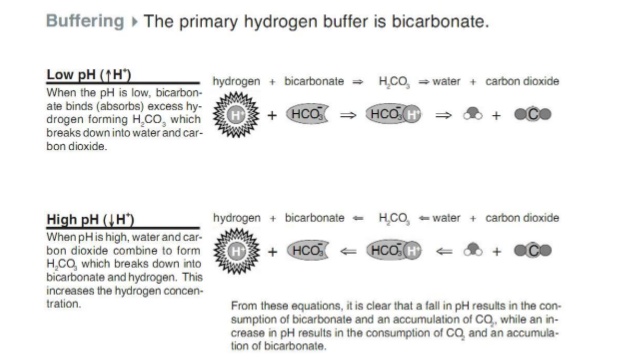 A graphic titled Bicarbonate: The primary hydrogen buffer is bicarbonate. Two reactions are shown, one above the other. To the left of each reaction is a caption. For the upper reaction, the caption reads: “Low pH (high H+), When the pH is low, bicarbonate binds (absorbs) excess hydrogen forming H2CO3 which breaks down into water and carbon dioxide. The reaction shows hydrogen, H+, combining with bicarbonate, HCO3-, to produce H2CO3. An arrow points away from H2CO3 leading to molecular models for water and carbon dioxide. The lower reaction caption reads: “High pH (low H+), When pH is high, water and carbon dioxide combine to form H2CO3 which breaks down into bicarbonate and hydrogen. This increases the hydrogen concentration.” The reaction shows the same order of molecules as above only with the reaction arrows in reverse, from right to left. Underneath, a caption reads: “From these equations, it is clear that a fall in pH results in the consumption of bicarbonate and an accumulation of CO2, while an increase in pH results in the consumption of CO2 and an accumulation of bicarbonate.”