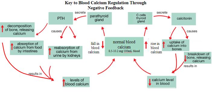 Key to blood calcium regulation by negative feedback. A double feedback diagram showing normal blood calcium, 8.5 - 10.2 mg / 100 mL blood, in the middle. To the right is shown a rise in blood calcium. Moving up and clockwise an arrow points to “C cells in thyroid.” From here an arrow labeled “secrete” points to “calcitonin.” A pair of arrows both labeled “causes” point to “increased uptake of calcium into bones” and “decrease breakdown of bone, releasing calcium.” From there two arrows labeled “results in” both point to “ decreases calcium level in blood.” To complete the loop an arrow points back to “normal blood calcium.” To the left is shown a fall in blood calcium. Moving up and counterclockwise an arrow points to “parathyroid gland.” From here an arrow labeled “secrete” points to “PTH.” Below PTH three arrows branch, all labeled “causes”. The right arrow points to “increased reabsorption of calcium from urine by kidneys.” The middle arrow points to “increased absorption of calcium from food by intestines.” The left arrow points to “increased decomposition of bone, releasing calcium.” Below each of these are arrows that are labeled “results in” and all point to “increased level of blood calcium.” To complete the loop an arrow points back up to “normal blood calcium.” 