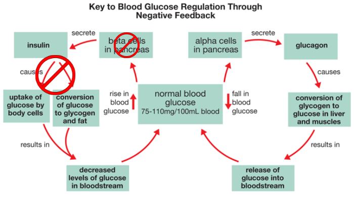 A modified version of the Key to Blood Glucose Regulation by negative feedback as before. But, in this image, there is a large red circle with a line through it over the beta cells in pancreas as well another large red circle over the arrows showing the effects of insulin. 