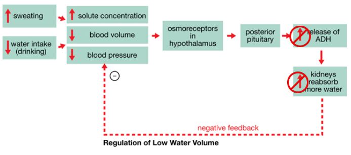 A feedback diagram starting on the left with increased sweating and decreased water intake (drinking). Both of these stimuli have arrows that point to three effects: increased solute concentration, decreased blood volume, and decreased blood pressure. From these three effects, one arrow points to “osmoreceptors in hypothalamus.” Another arrow points to “posterior pituitary gland.” Then, another arrow points to “increased release of ADH.” From ADH another arrow points to “increases kidneys reabsorb more water.” Finally, a dashed arrow with a ⊝ points back to the original three effects. There are also two large red circles each with a line through them. The first red circle is over the release of ADH. The second one is over the kidneys reabsorbing more water.