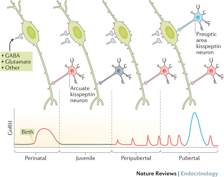 A picture showing four neurons side-by-side oriented with their dendrites up and axon terminals down. Beside each neuron are the axon terminals for a pair of neurons at the cell body as well as the axon terminal from a third neuron along the axon. Below the 4 neurons is a graph showing development along the x-axis and GnRH levels along the y-axis. The left neuron is labeled 'prenatal.' The pair of neuron terminals are grey and show GABA, glutamate and others. The third neuron terminal is coloured red and is labeled 'arcuate kisspeptin neuron.' On the graph the curve starts grey coloured, low and horizontal until birth when the curve changes colour to red. Here the graph increases then decreases towards the end of this development stage. The second neuron is labeled 'juvenile.' The pair of neuron terminals are grey as well as the third neuron terminal. The curve on the graph is coloured grey again and remains low and horizontal throughout this development stage. The third neuron is labeled 'peripubertal.' The pair of neuron terminals are grey still while the third neuron terminal is red again. On the graph the curve is now red and shows a flat line with four spikes. After each spike the graph returns to the same level. Each spike shows increasing levels of GnRH. The final neuron is labeled 'pubertal.' The pair of neuron terminals are still grey and the third one is still red. A fourth axon terminal near the cell body is coloured blue and is labeled 'preoptic area kisspeptin neuron.' The graph is again a red curve showing two spikes in GnRH levels. It then changes colour to blue and makes a much greater and longer increase before decreasing back to the minimum level. The colour of the curve changes back to red and continues to make one more spike in GnRH levels similar to before the blue section of the graph.