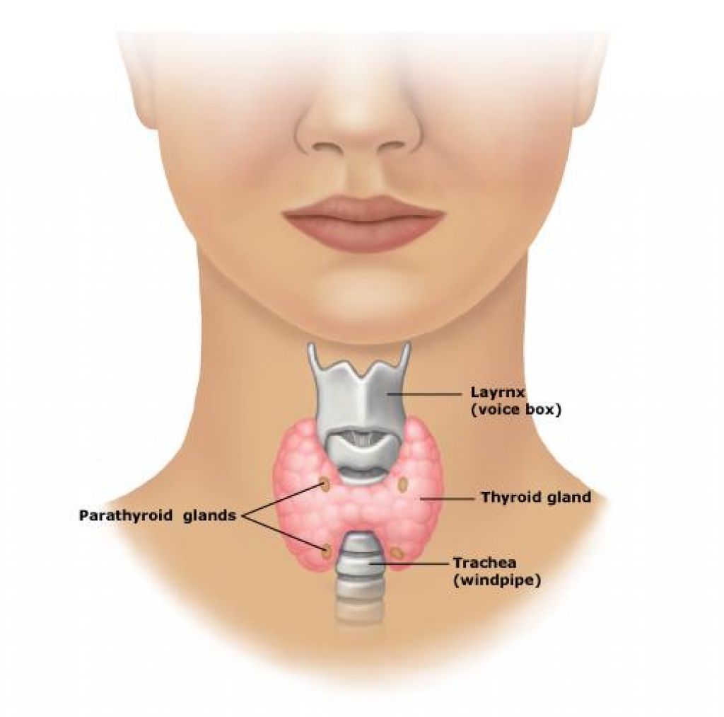 An image of a person’s neck and head from the nose down. Within the neck is an overlaid image of the trachea (windpipe) and larynx (voice box) that are coloured grey. Overtop of the trachea and below the larynx is a pink structure with the shape of a pillow that has been pinched narrower in the middle. The pink structure appears to be made of circular bubbles and is labeled as the thyroid. Close to the pinch point are four brown circles that mark the corners of a rectangle that frames the trachea. The brown circles are labeled as the parathyroid glands.