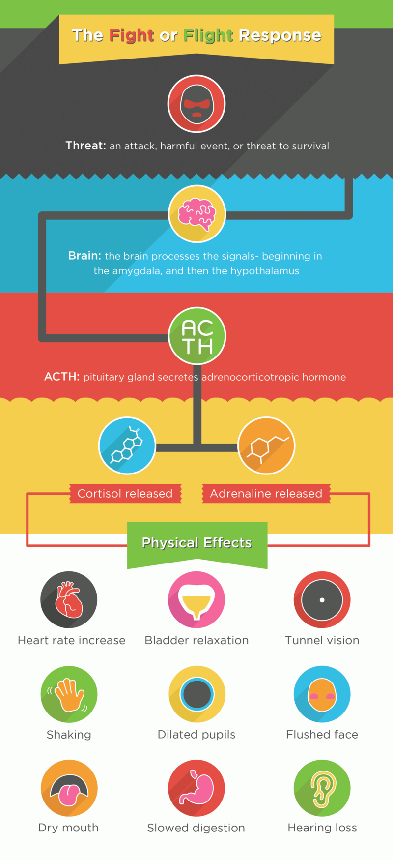 A vertical infographic titled “The Fight or Flight Response”. The infographic shows five steps. The first step is called “Threat: an attack, harmful event, or threat to survival and shows a red circle with cartoon head of an angry person with red eyes. A line leads to the step below called “Brain: the brain processes the signals - beginning in the amygdala, and then the hypothalamus”. Above this text is a yellow circle around a pink cartoon brain. A line leads to the third step called “ACTH: pituitary gland secretes adrenocorticotropic hormone”. Above this text is a green circle with the letters A C T H in it. Another line leads to the fourth step where it branches to two circles. The left circle is blue and within it is the outline of a molecule made of four fused pentagonal and hexagonal rings. Below this circle is a label that reads “Cortisol released.” The right circle is orange and within it is the outline of a molecule made of a hexagon with branches. Below this circle is a label that reads “Adrenaline released.” From both of these titles are lines that lead to the title of the last step: “Physical Effects.” Below this title are nine circles organized in a three by three array. The nine circles each show a cartoon image that matches the label beneath it. The labels are, “Heart rate increased”, “Bladder relaxation”, “Tunnel vision”, “Shaking”, “Dilated pupils”, “Flushed face”, “Dry mouth”, “Slowed digestion”, and “Hearing loss.”
