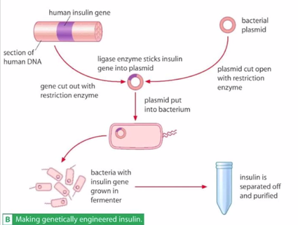 A flowchart titled “Making genetically engineered insulin.” In the top left is a pink cylinder with a thick purple band in the middle. The pink cylinder is labeled as “section of human DNA” and the purple band is labeled as “human insulin gene.” In the top right is a small pink circle labeled “bacterial plasmid.” An arrow from both the pink cylinder and pink circle point to the middle of the flowchart. Beside the left arrow is labeled “gene cut out with restriction enzyme.” Beside the right arrow is labeled “plasmid cut open with restriction enzyme.” Both arrows point to a slightly larger pink circle with a thick purple band in it. Above this is a label that reads “ligase enzyme sticks insulin gene into plasmid.” An arrow points down from the pink and purple circle to pink cell. The cell components include a cell membrane, two flagella on the right, and the pink and purple circle inside the cytoplasm. Along the arrow is labeled “plasmid put in bacterium.” An arrow points to the left to a cluster of six smaller but identical cells to the first one. To the right of this cluster a label reads “bacteria with insulin gene grown in incubator.” An arrow from the label points right to a clear test tube. Beside the test tube a label reads “insulin is separated off and purified.”