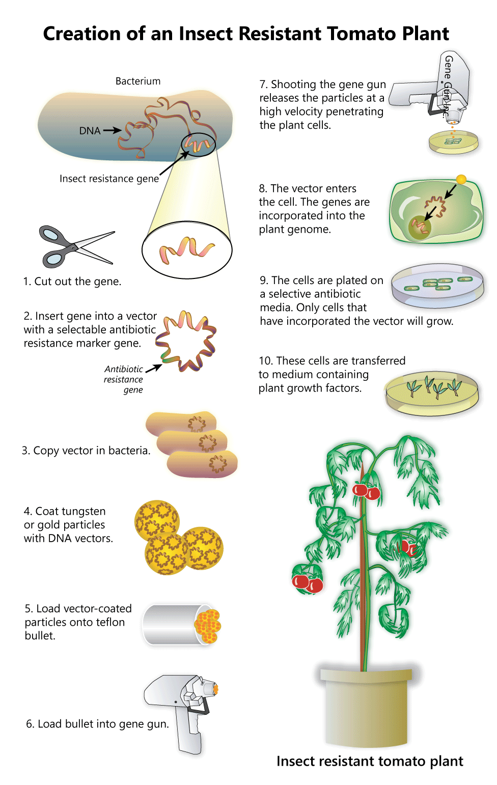  An infographic with ten steps. Above step one is a picture of a bacterial cell with its circular chromosome shown in the middle. A section of this chromosome is surrounded by a box to zoom into a yellow section of DNA. This section of DNA is labeled as “insect resistance gene.” Step one shows a pair of scissors and the caption reads, “Cut out the gene.” Step two shows a red and yellow wavy circular chromosome with a green band that is labeled as “antibiotic resistance gene.” The caption reads, “Insert gene into a vector with selectable antibiotic resistance marker gene.” The third step shows three bacterial cells each with a copy of the same wavy circle. The caption reads, “Copy vector in bacteria.” Step four shows three yellow spheres covered in the same wavy circles. The caption reads, “Coat tungsten or gold with DNA vectors.” Step five shows a white cylinder with five of the yellow spheres from step four sticking out. The caption reads, “Load vector-coated particles onto teflon bullet.” In step six the caption reads, “Load bullet into gene gun” and the white cylinder is seen at the end of an object similar to a glue gun. Step seven shows glue gun-like object that is labeled “gene gun” pointing down to a petri dish with a green section in the middle. The caption reads, “Shooting the gene gun releases the particles at a high velocity penetrating the plant cells.” In step eight a picture of a plant cell shows a yellow sphere at the cell wall and the wavy circle pointing to the nucleus. The caption reads, “The vector enters the cell. The genes are incorporated into the plant genome.” In the ninth step is a petri dish with six green cells. The caption reads, “The cells are planted on a selective antibiotic media. Only the cells that have incorporated the vector will grow.” The last step shows a petri dish with four small plants growing. The caption reads, “These cells are transferred to medium containing plant growth factors.” Below this step is a fully grown tomato plant in a pot with red tomatoes that is labeled “insect resistant tomato plant.”