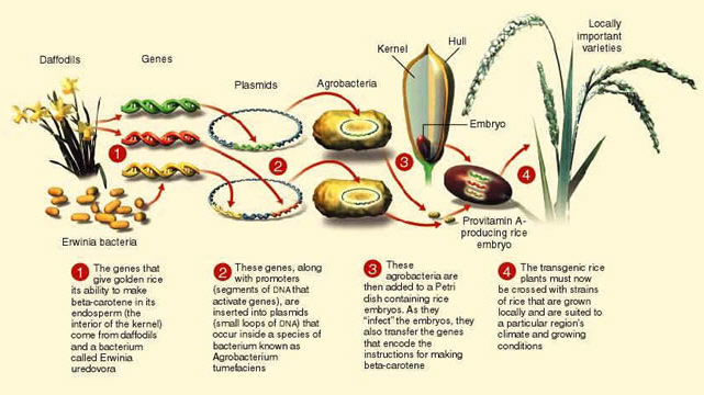 A horizontal flowchart with four steps. In step one a picture of daffodils and cluster of orange bean shapes labeled “Erwinia bacteria” are shown with three arrows pointing right to a green, orange, and yellow double helices, labeled as “genes.” A caption below reads, “The genes that give golden rice its ability to make beta-carotene in its endosperm (the interior of the kernel) come from daffodils and a bacterium called Erwinia uredovora.” In step two, arrows from the double helices point to two braided circles. The top circle is blue and green, while the bottom circle is blue, orange, and yellow. These circles are labeled as “plasmids.” The caption for this step reads, “These genes, along with promoters (segments of DNA that activate genes) are inserted into plasmids (small loops of DNA) that occur inside a species of bacterium known as Agrobacterium tumefaciens.” In step three, arrows from the braided circles point to two cell shapes, labeled “Agrobacterium.” The caption here reads, “The agrobacteria are then added to a petri dish containing rice embryos. As they “infect” the embryos, they also transfer genes that encode the instructions for making beta-carotene.” From the cell shapes arrows point to a brown oval with the three colour double helices drawn inside, which is labeled as “provitamin A-producing rice embryos.” An arrow from a cross section of a rice grain points from the small embryo at the bottom of the grain to the brown oval. Also labeled is the kernel pointing to the interior of the rice grain, and the hull pointing to the exterior coat over the rice grain. A final arrow points to a mature rice plant beside a label that reads “Locally important varieties.” The caption for this final step reads, “The transgenic rice plants must now be crossed with strains of rice that are grown locally and are suited to a particular region’s climate and growing conditions.”