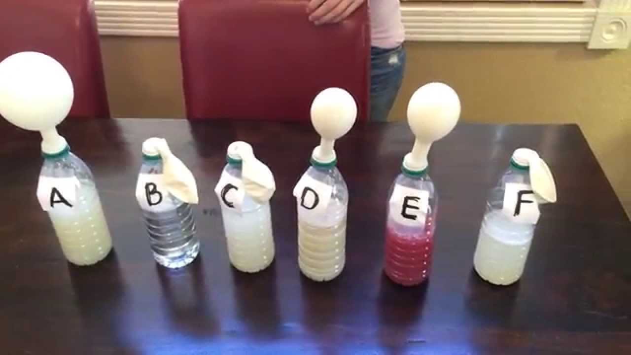 A picture of six plastic water bottles on a dining table. Each bottle has its label removed and replaced with a post-it note labeled from A on the left to F on the right. Each bottle has a balloon attached to its top. Bottle A is half filled with a light brown liquid and its balloon is partly inflated. Bottle B is filled two thirds with a clear colourless liquid and its balloon is limp. Bottle C is half filled with a pale yellow liquid and its balloon is limp. Bottle D is half filled with a light brown liquid and its balloon is slightly inflated. Bottle E is half filled with a red liquid and its balloon is slightly inflated. Bottle F is half filled with a pale yellow liquid and its balloon is limp.