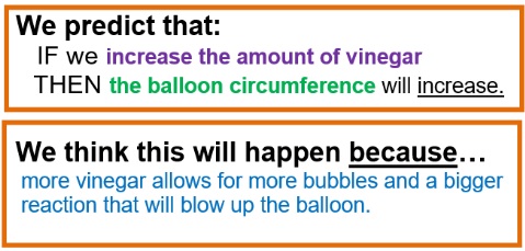 This is a graphic that shares the students hypothesis which is as follows: We predict that the increase in the amount of vinegar will cause the balloon to increase in volume. We think this will happen because more vinegar allows for more bubbles (gas) and a bigger reaction that will blow up the balloon.
