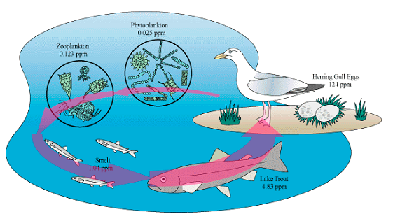 This is an infographic showing bioaccumulation. 