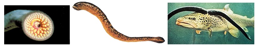 This is a series of photographs showing the Great Lakes lamprey. In the first image we have a close up of the mouth which is like a suction cup with many teeth. The second is the lamprey against a white background which looks like an eel. The final panel shows 2 lampreys attached to a salmon.