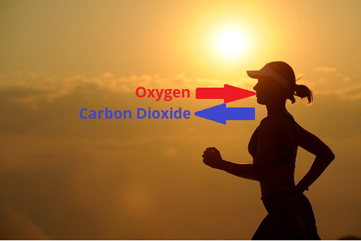 A silhouette of a woman jogging shows her inhaling oxygen and exhaling carbon dioxide.