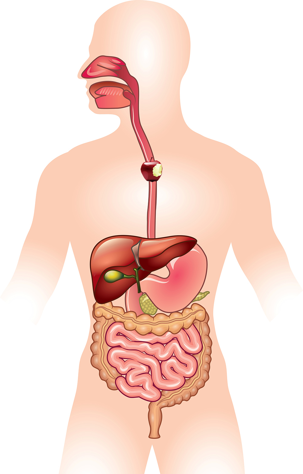 This is an image of the human digestive system. It is a drawing showing unlabelled digestive system organs. The apple image is mid way down the esophogus