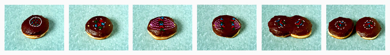 This is a series of six images showing the stages of the cell cycle using doughnuts. See Long Description.