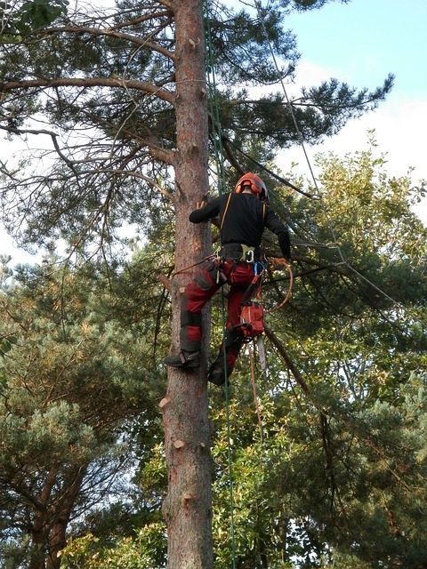 This is an image of a person climbing up a tree.