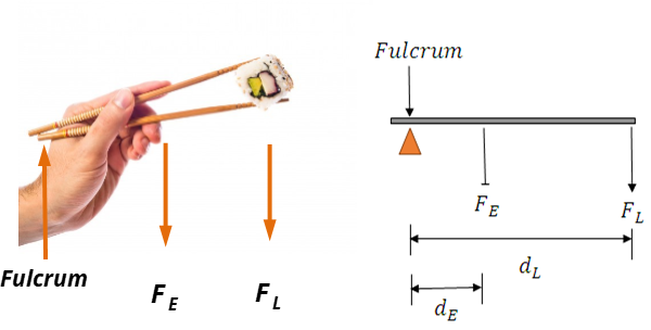 This image depicts a hand holding a pair of wooden chopsticks with sushi between the chopsticks as an example of a 3rd class lever. 