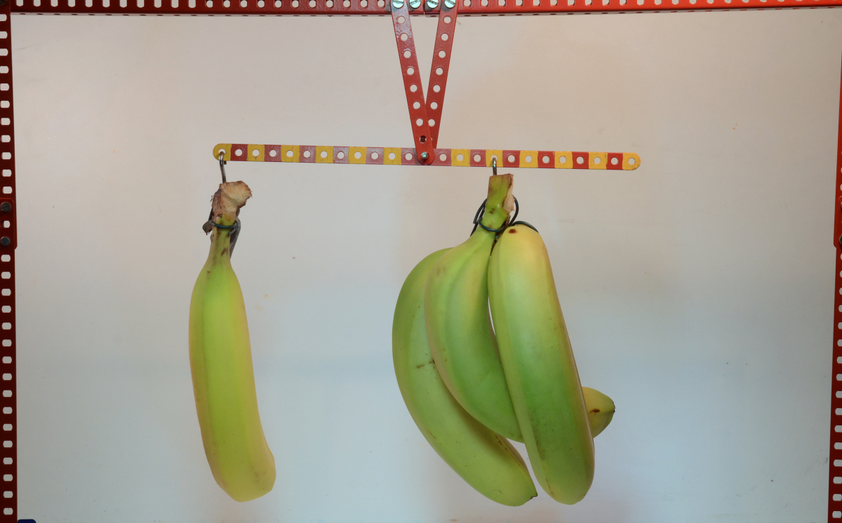 This image depicts one banana hanging to the left of the fulcrum from a  metal rod and a group of three bananas hanging to the right of the fulcrum from the same metal rod.  The metal rod is coloured with alternating yellow and red squares.  The bananas are not rotating.