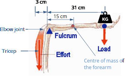 This image depicts a zoomed in and labelled image of the arm when someone is bench pressing weights.