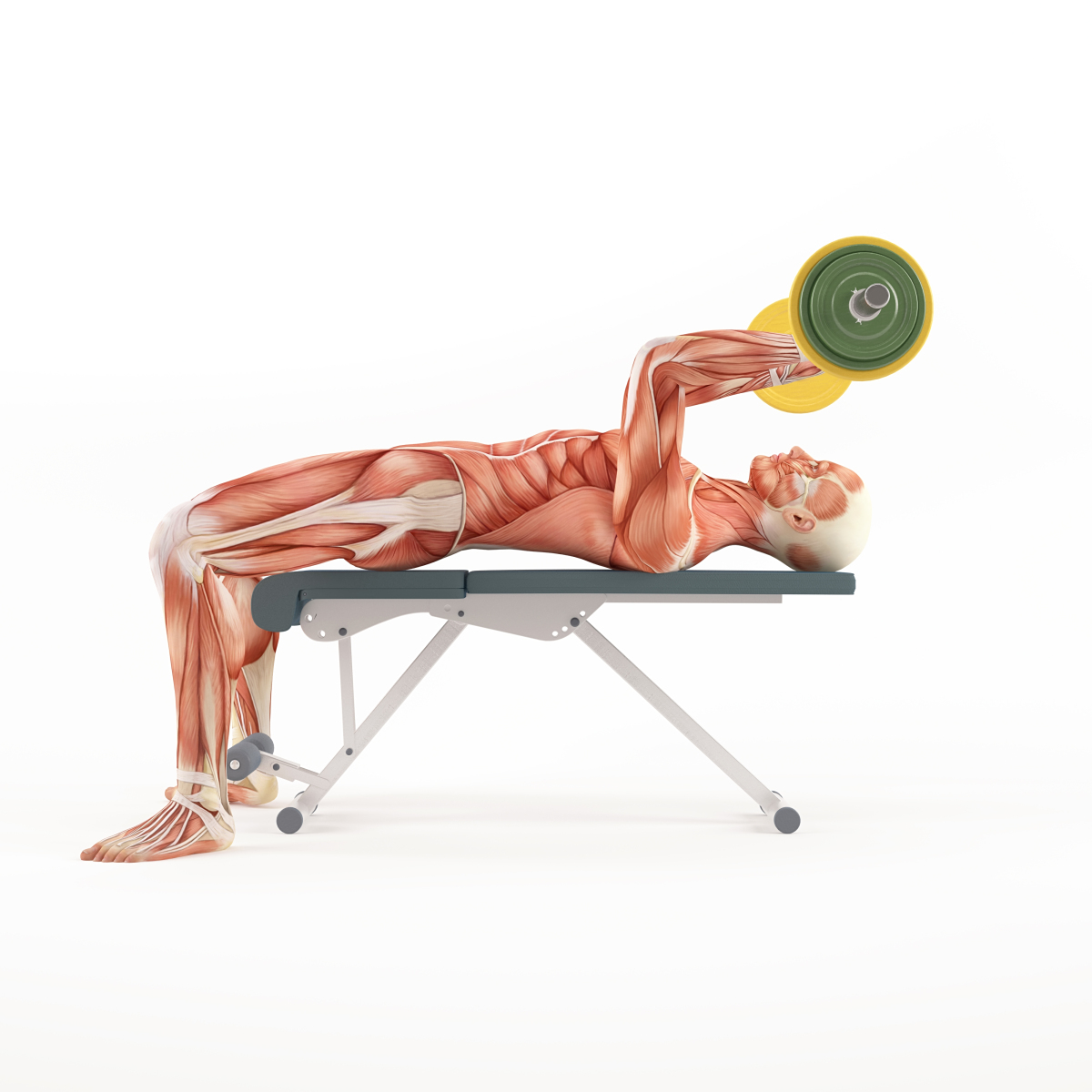 This image depicts an illustration of a human body laying on a workout bench holding a bar with weights over their head at a ninety degree angle.  The illustration shows the muscle structures that make up the human body.  